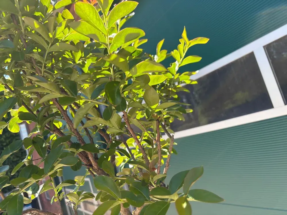 Kräuselmyrte `Bianco Grassi´ Hochstamm – Lagerstroemia indica `Bianco Grassi´, Bild 2
