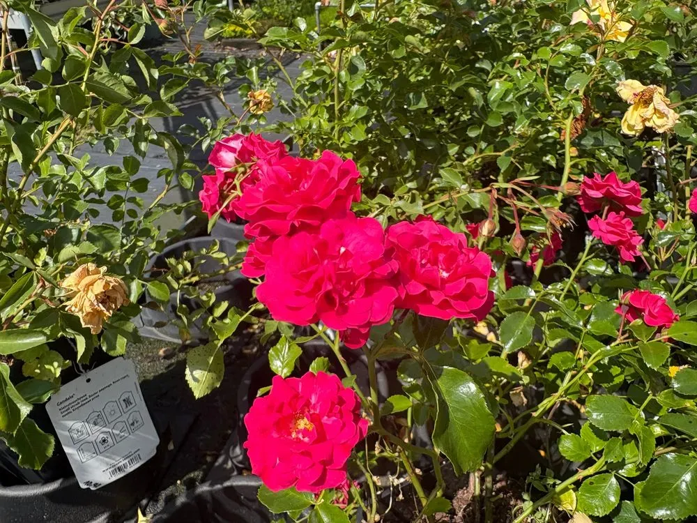 Bodendeckerrose 'Gärtnerfreude' – Rosa 'Gärtnerfreude', Bild 4