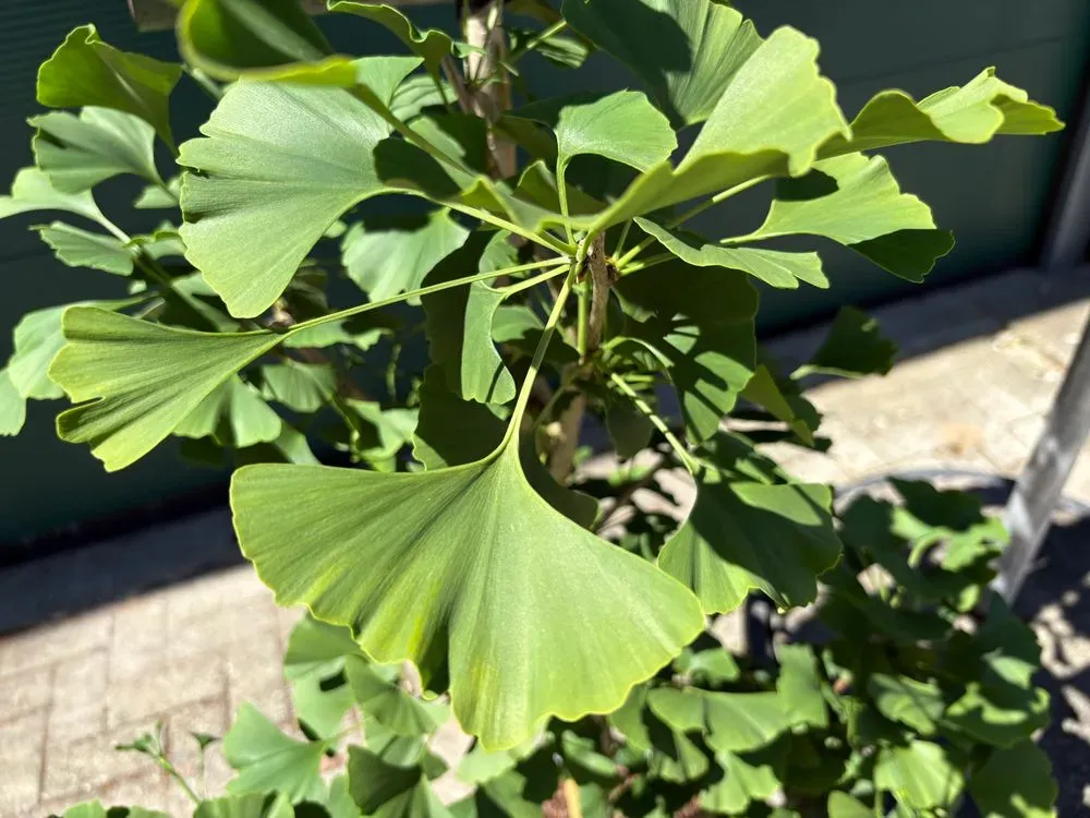 Säulen-Fächerblattbaum `Obelisk´ – Ginkgo biloba `Obelisk´, Bild 2