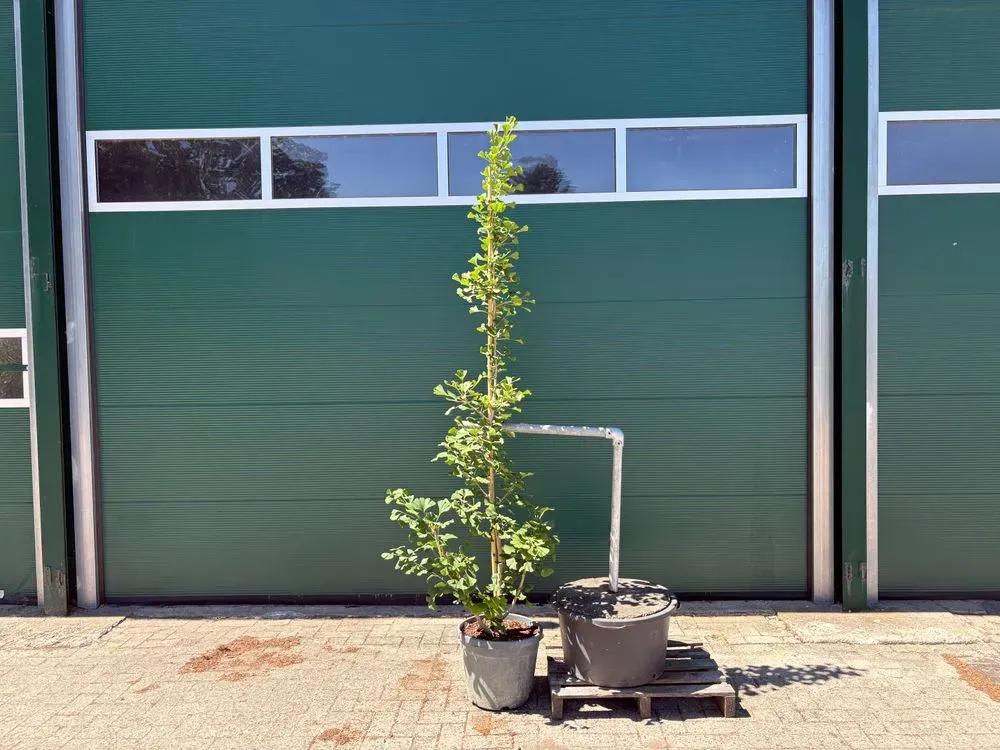 Säulen-Fächerblattbaum `Obelisk´ – Ginkgo biloba `Obelisk´