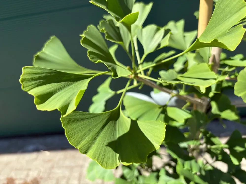 Säulen-Fächerblattbaum `Obelisk´ – Ginkgo biloba `Obelisk´, Bild 3