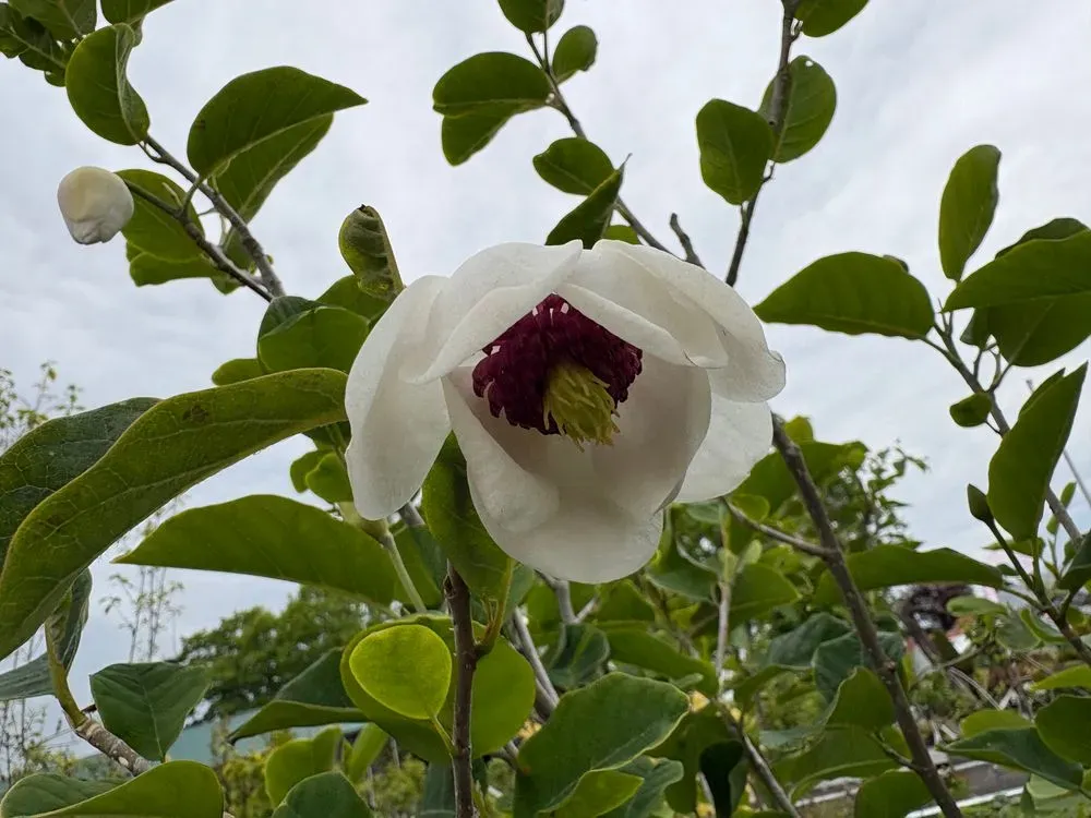 Sommer-Magnolie – Magnolia sieboldii, Bild 3