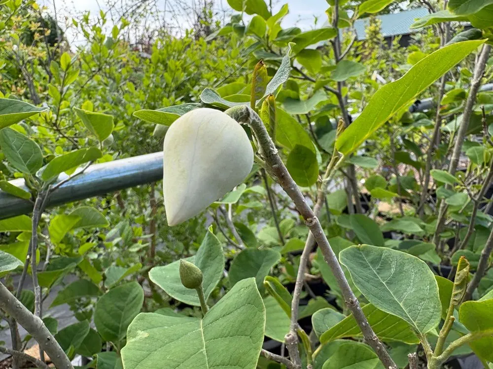 Sommer-Magnolie – Magnolia sieboldii, Bild 2
