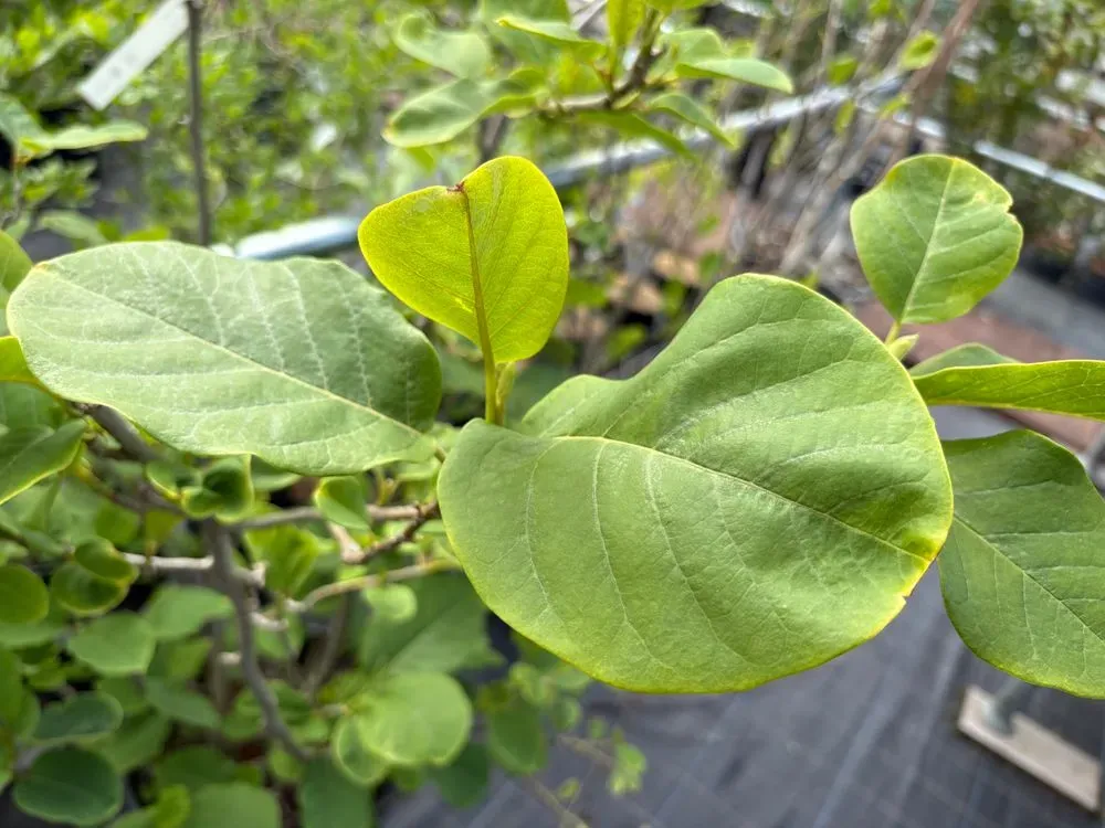 Sommer-Magnolie – Magnolia sieboldii, Bild 4