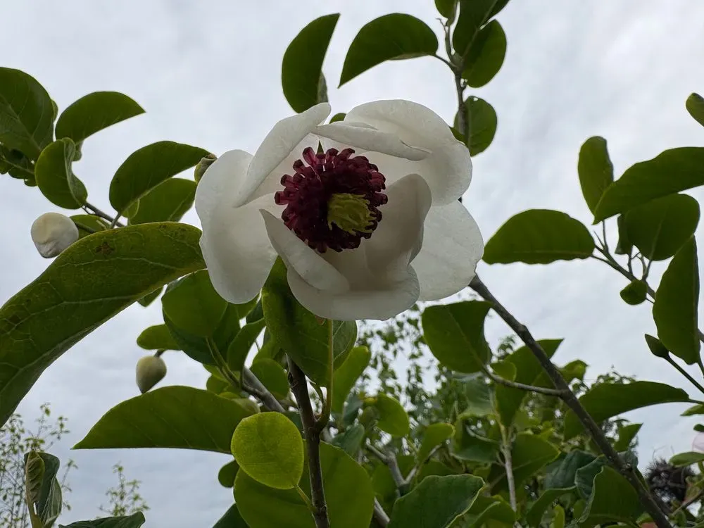 Sommer-Magnolie – Magnolia sieboldii