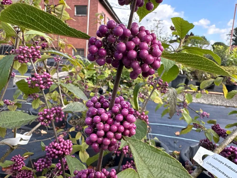 Liebesperlenstrauch 'Profusion' – Callicarpa bodinieri 'Profusion', Bild 5