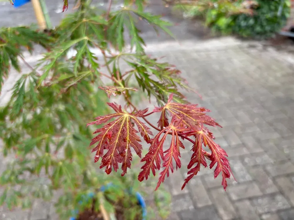 Koreanischer Fächerahorn `Ice Dragon´ – Acer pseudosieboldianum `Ice Dragon´
