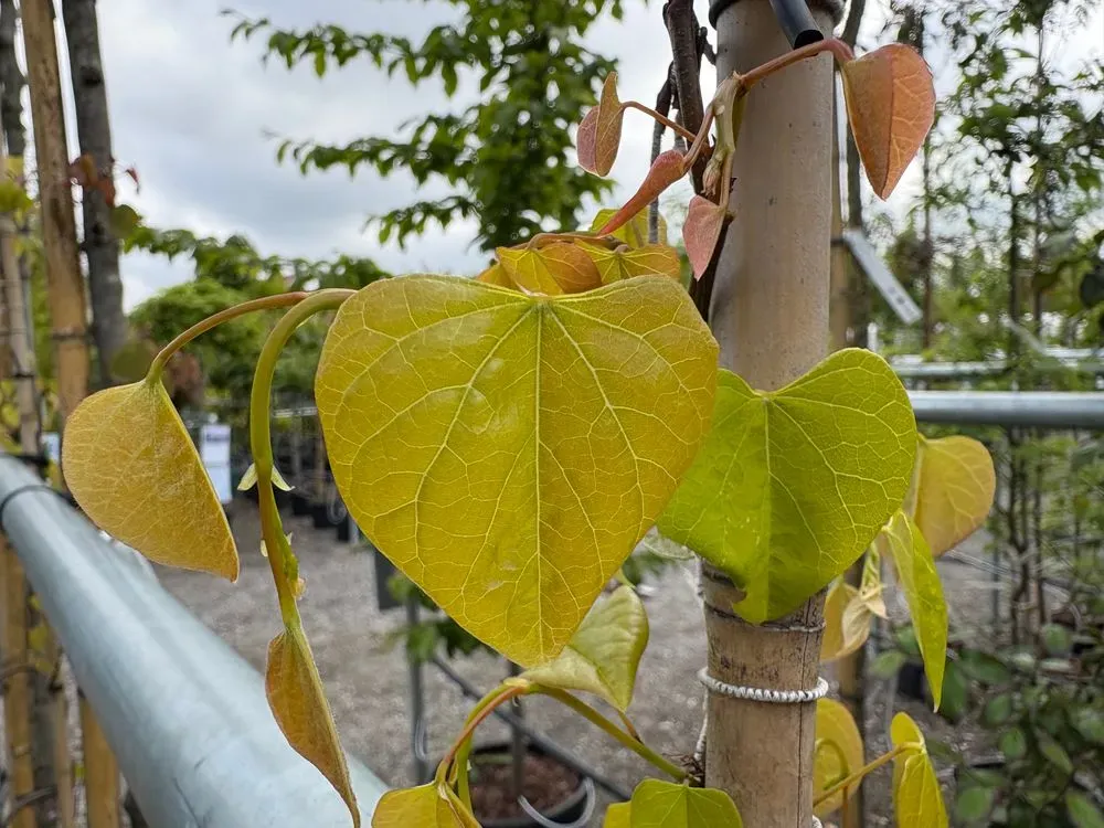 Kanadischer Judasbaum `Golden Falls´ – Cercis canadensis `Golden Falls´, Bild 2