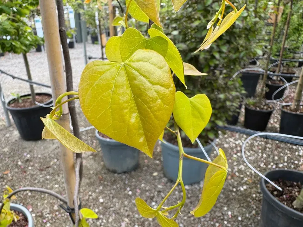 Kanadischer Judasbaum `Golden Falls´ – Cercis canadensis `Golden Falls´
