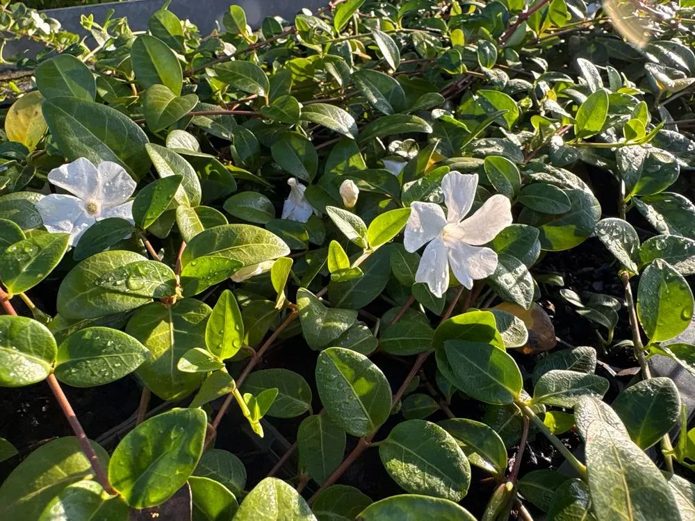 Kleinblättriges Immergrün 'Alba' – Vinca minor 'Alba', Bild 4