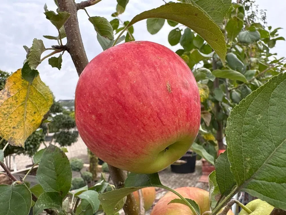 Apfel 'Pinova' – Malus domestica 'Pinova', Bild 4