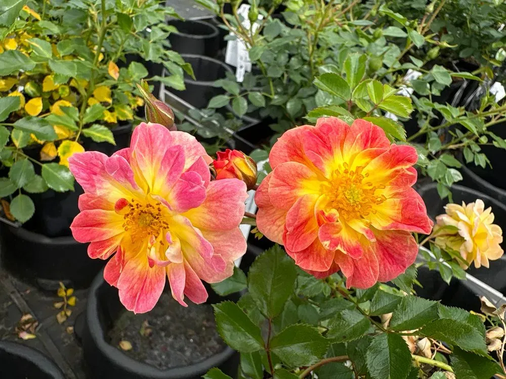 Bodendeckerrose `Bienenweide Fruity´ – Rosa `Bienenweide Fruity´