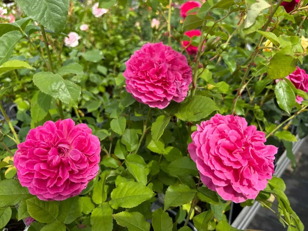 Englische Rose `Gabriel Oak´ – Rosa `Gabriel Oak´