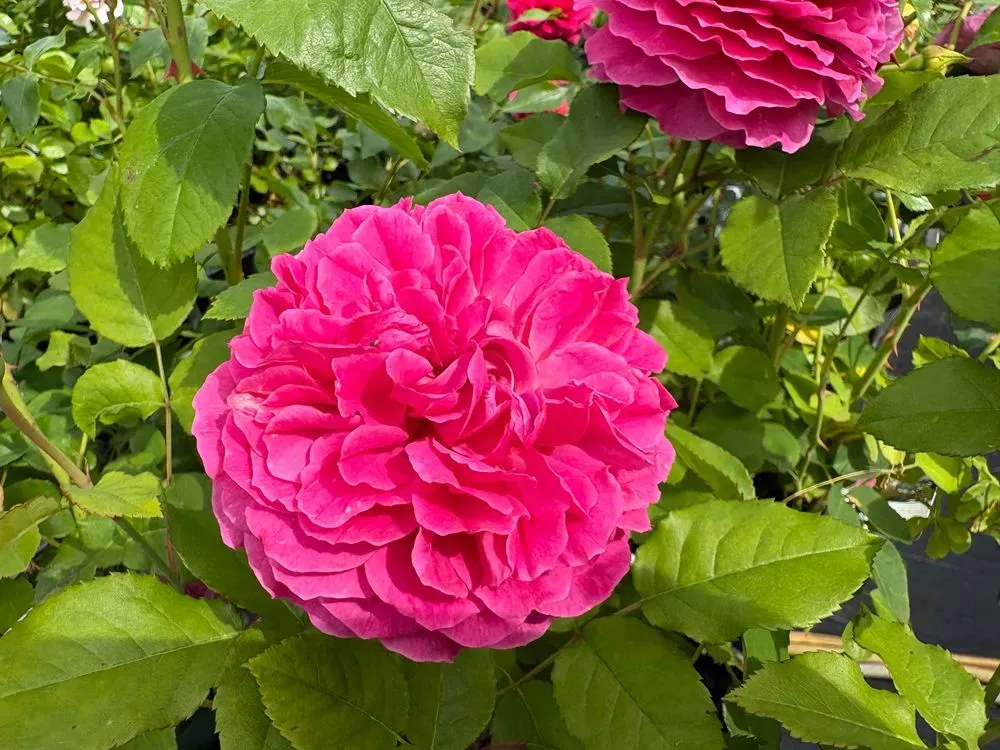 Englische Rose `Gabriel Oak´ – Rosa `Gabriel Oak´, Bild 3