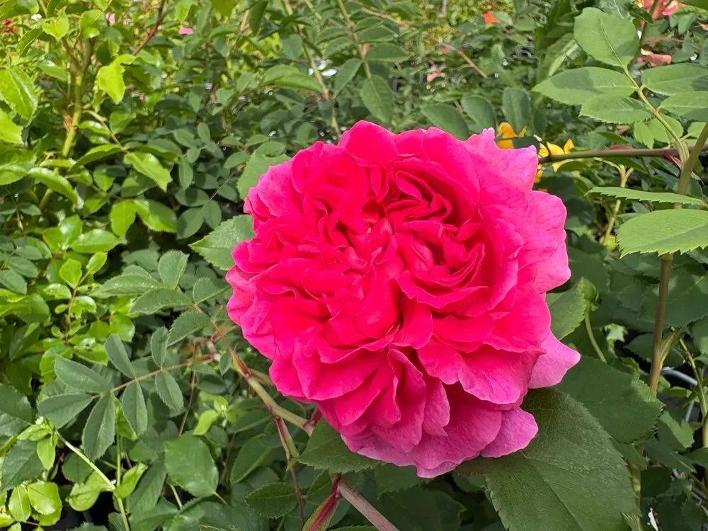 Englische Rose `Gabriel Oak´ – Rosa `Gabriel Oak´, Bild 2