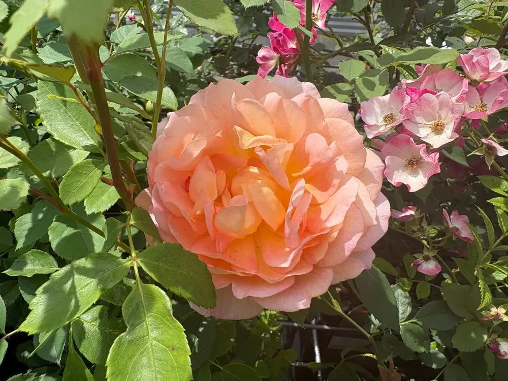 Englische Rose `Lady of Shalott´ – Rosa `Lady of Shalott´