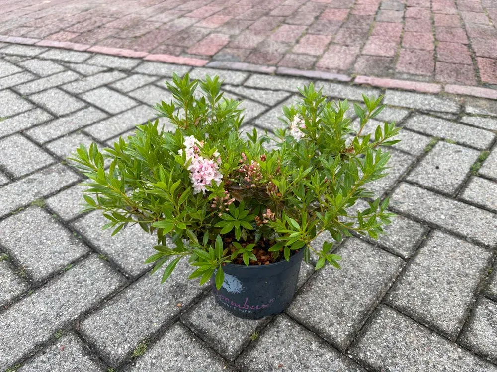 Rhododendron `Bloombux Pink´ – Rhododendron micranthum `Bloombux Pink´, Bild 2