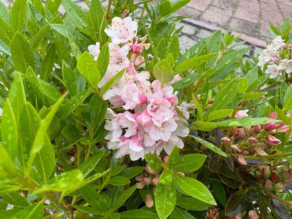 Rhododendron `Bloombux Pink´ – Rhododendron micranthum `Bloombux Pink´
