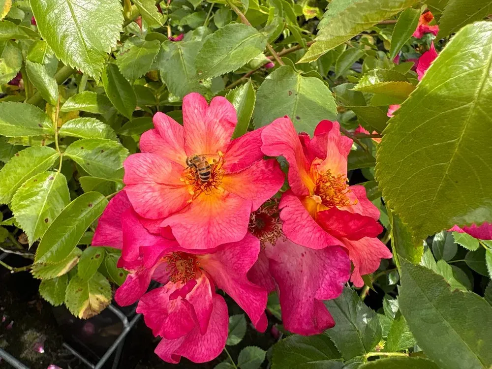 Strauchrose `Pretty Sunrise´ – Rosa `Pretty Sunrise´
