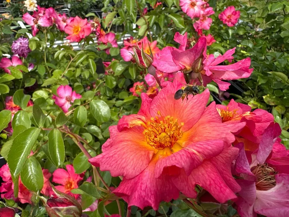 Strauchrose `Pretty Sunrise´ – Rosa `Pretty Sunrise´, Bild 2