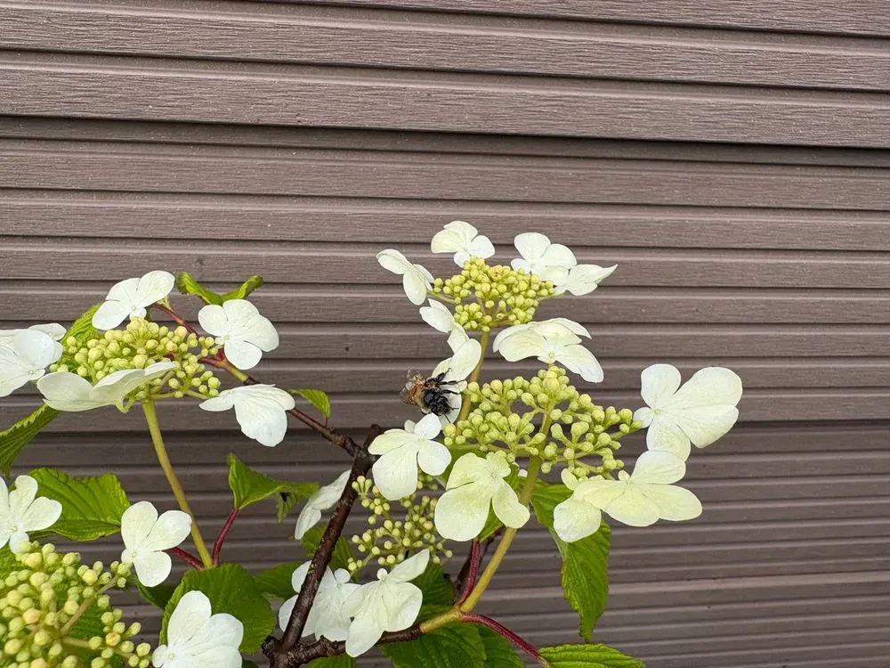Japanischer Zierstrauch `St.Keverne´ – Viburnum plicatum `St.Keverne´, Bild 3