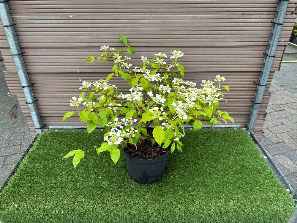 Japanischer Zierstrauch `St.Keverne´ – Viburnum plicatum `St.Keverne´, Bild 2