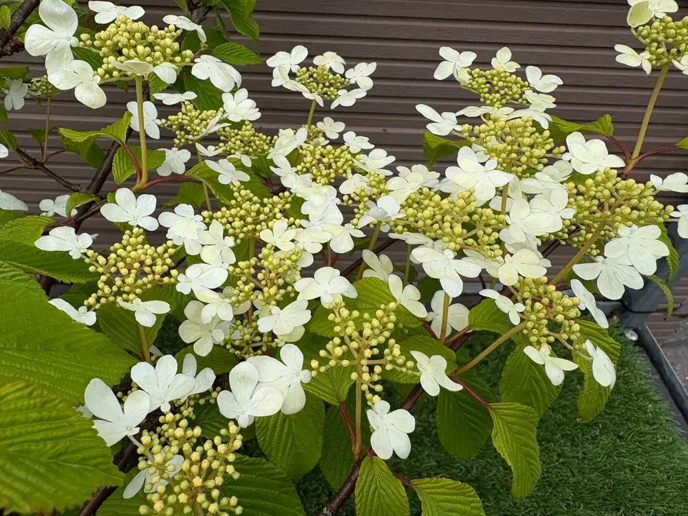 Japanischer Zierstrauch `St.Keverne´ – Viburnum plicatum `St.Keverne´