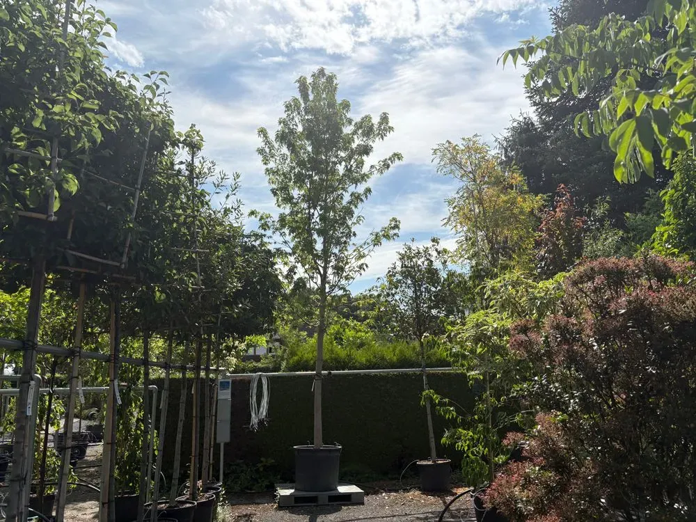 Silber-Ahorn – Acer saccharinum