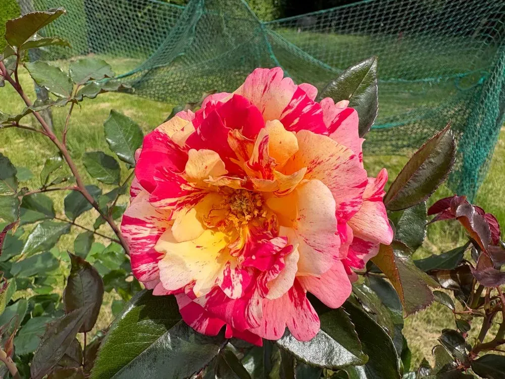 Edelrose `Broceliande´ – Rosa `Broceliande´