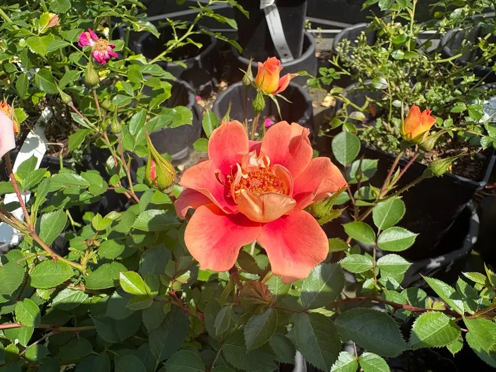 Bodendeckerrose `Bienenweide Bernstein´ – Rosa `Bienenweide Bernstein´