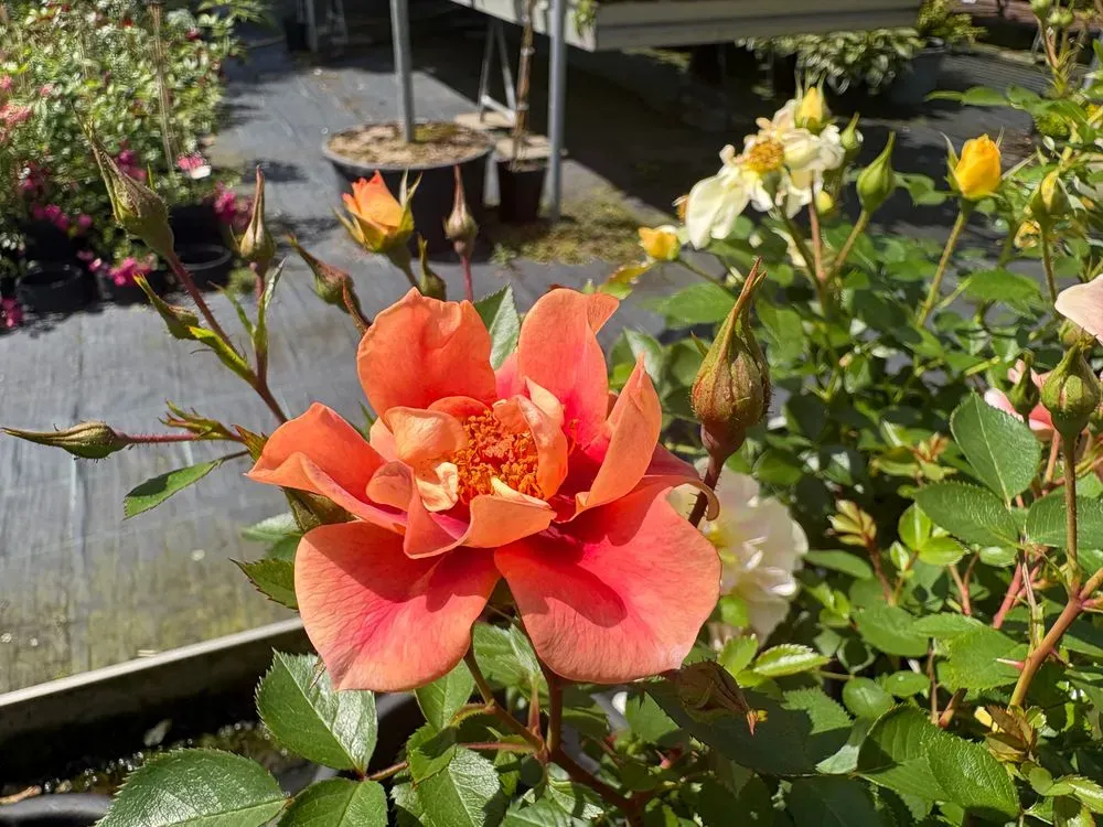 Bodendeckerrose `Bienenweide Bernstein´ – Rosa `Bienenweide Bernstein´, Bild 2
