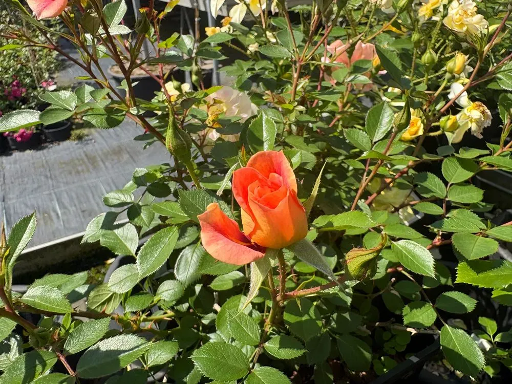 Bodendeckerrose `Bienenweide Bernstein´ – Rosa `Bienenweide Bernstein´, Bild 3