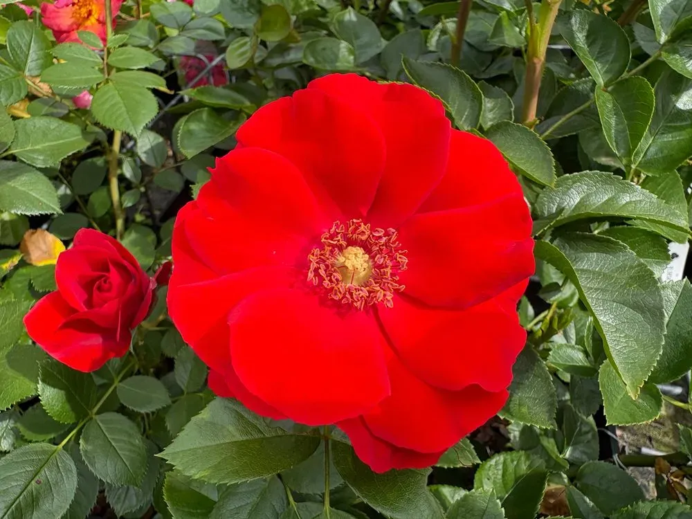 Strauchrose `Paprika´ – Rosa `Paprika´
