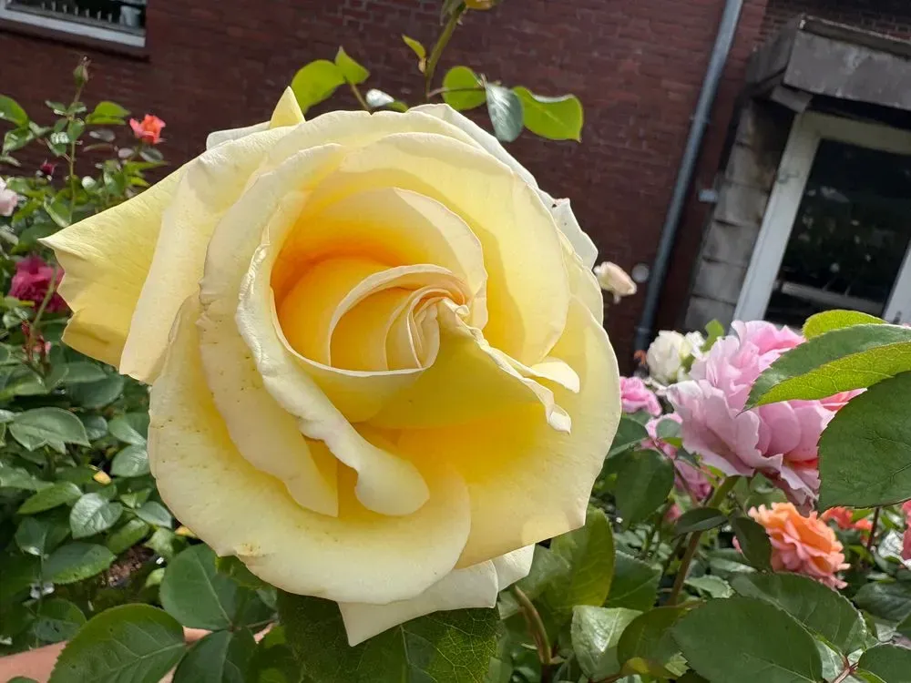 Edelrose `Avec Amour´ – Rosa `Avec Amour´
