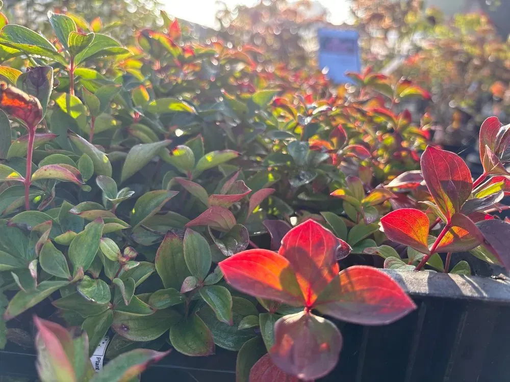 Teppich-Hartriegel – Cornus canadensis