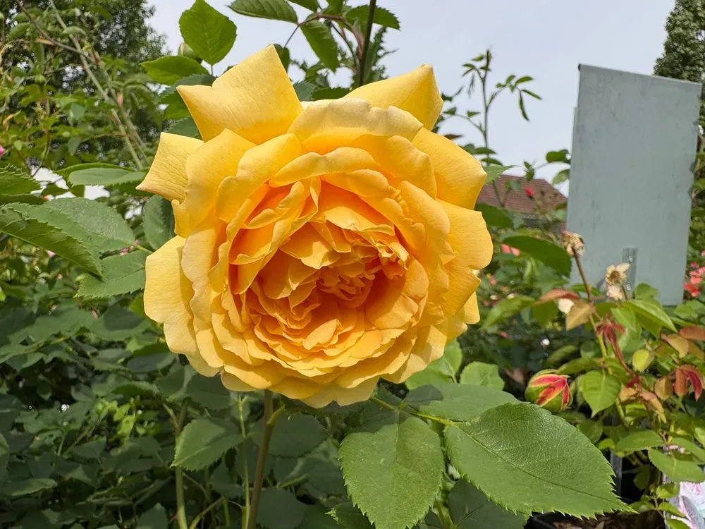 Englische Rose `Golden Celebration´ – Rosa `Golden Celebration´