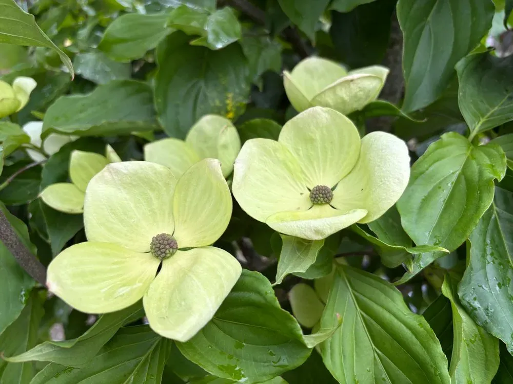 Japanischer Blumen-Hartriegel `Starlight´ – Cornus kousa `Starlight´, Bild 3