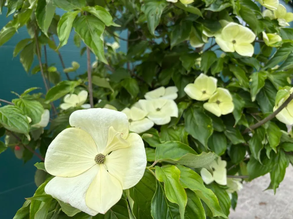 Japanischer Blumen-Hartriegel `Starlight´ – Cornus kousa `Starlight´, Bild 4
