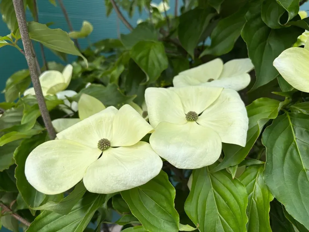 Japanischer Blumen-Hartriegel `Starlight´ – Cornus kousa `Starlight´, Bild 2