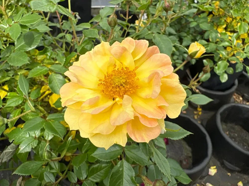 Bodendeckerrose `Bienenweide Gelb´ – Rosa `Bienenweide Gelb´, Bild 2