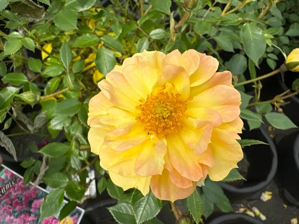 Bodendeckerrose `Bienenweide Gelb´ – Rosa `Bienenweide Gelb´