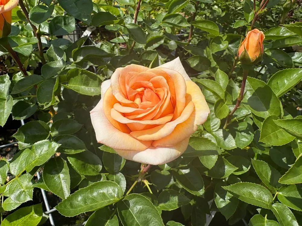 Strauchrose `Circle of Life´ – Rosa `Circle of Life´