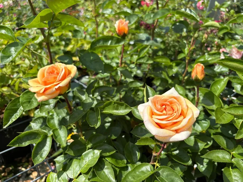 Strauchrose `Circle of Life´ – Rosa `Circle of Life´, Bild 2