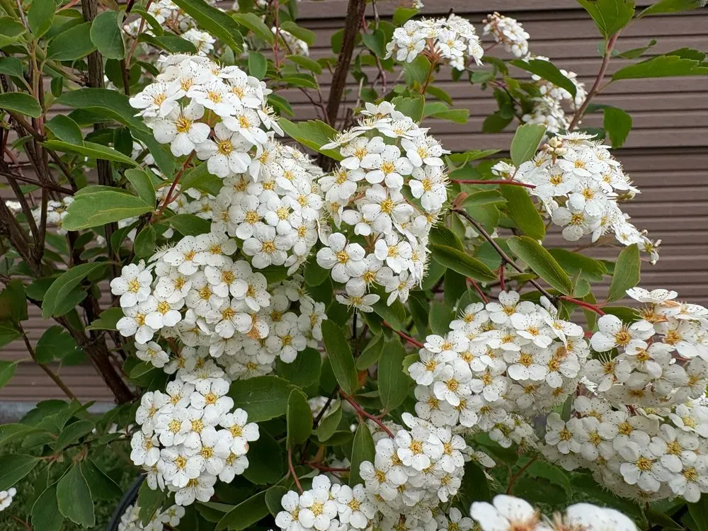 Belgischer Spierstrauch – Spiraea vanhouttei