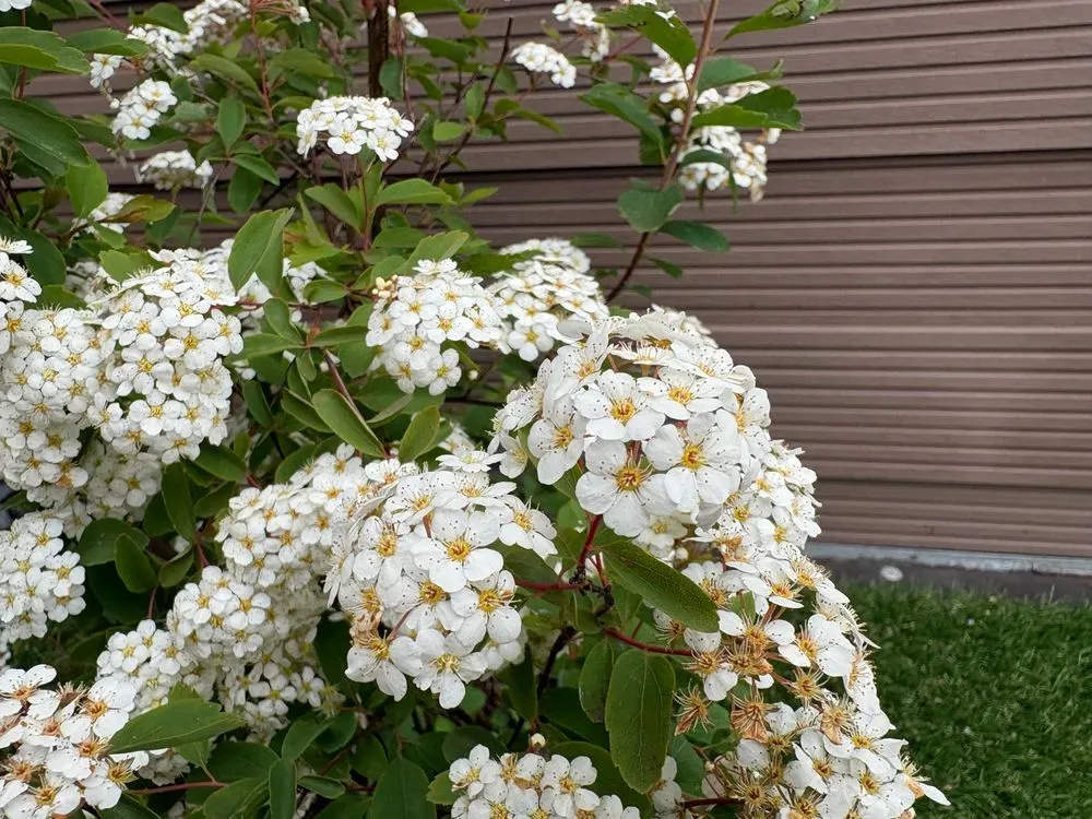 Belgischer Spierstrauch – Spiraea vanhouttei, Bild 3