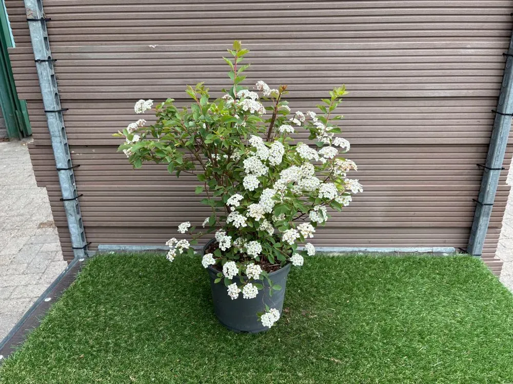 Belgischer Spierstrauch – Spiraea vanhouttei, Bild 2