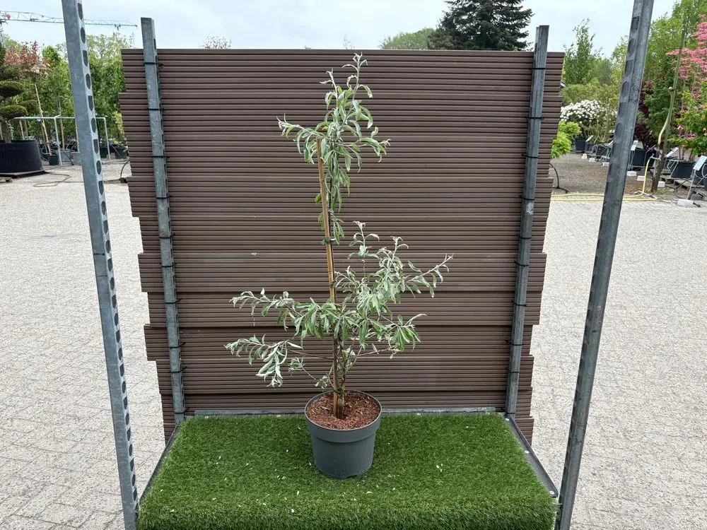 Olivenblättrige/Weidenblättrige Birne – Pyrus salicifolia