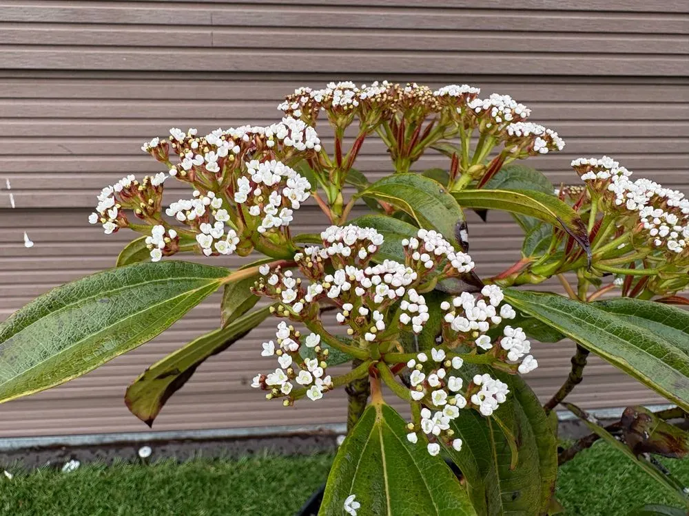 Immergrüner Kissenschneeball – Viburnum davidii, Bild 2