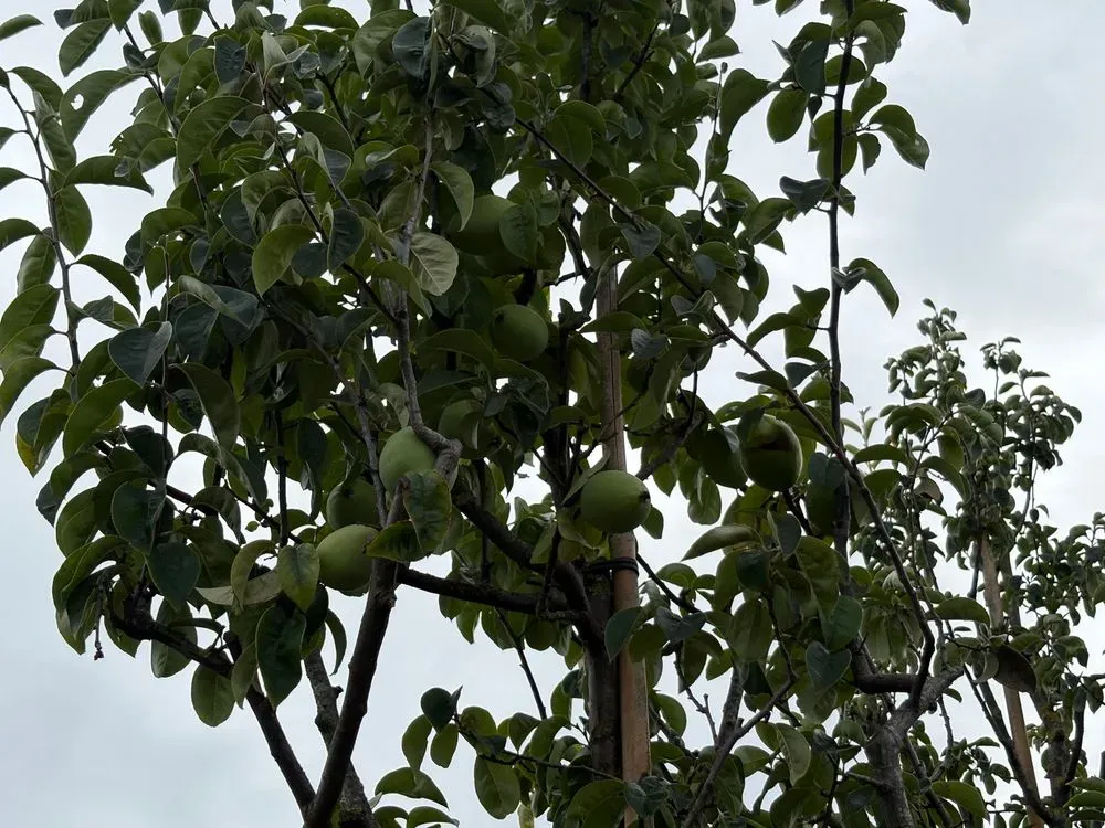 Chinesische Quitte – Pseudocydonia sinensis
