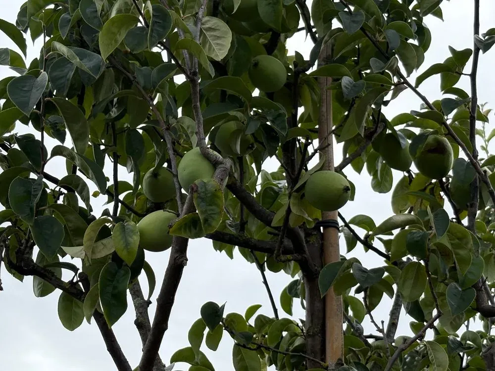 Chinesische Quitte – Pseudocydonia sinensis, Bild 2